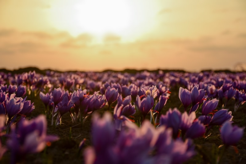 A field of purple saffron crocus flowers in bloom at sunset in Khorasan, Iran